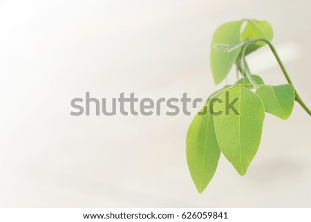 Beautiful leaves, blank background, blurry