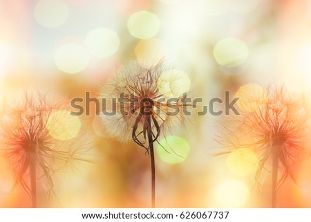 Dandelion seeds in meadow lit by sunlight - selective focus on dandelion seeds