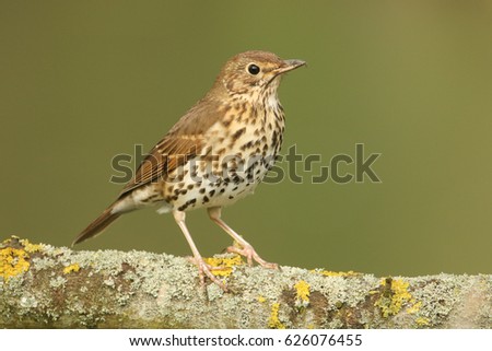 A stunning Song Thrush (Turdus philomelos) perched on a lichen covered branch. Royalty-Free Stock Photo #626076455