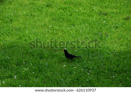 Bird Blackbird in the meadow with green grass and wild flowers, summer
