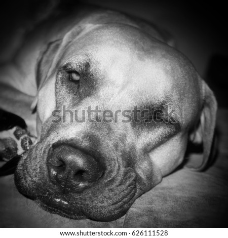 A black and white photograph of a tired dog. This photo was taken in Brisbane, Australia. 
