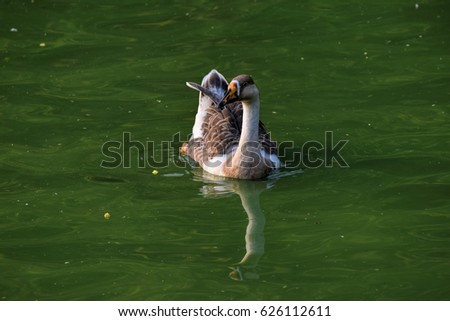 Domestic duck swimming on green pond