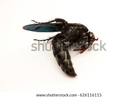 closeup image of dead Cuckoo Bee ( Sweat Bee ) on white background