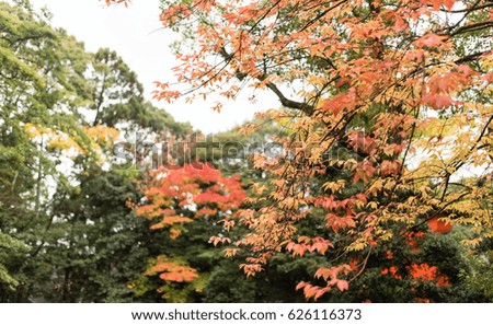 Japan Autumn