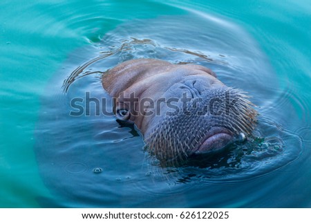 Big walrus swimming in blue water