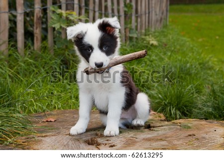 Seven weeks old border collie puppy dog in green meadow grass Royalty-Free Stock Photo #62613295