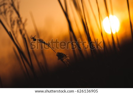 Spider on the web, spider building a web
Sunset in Danube Delta