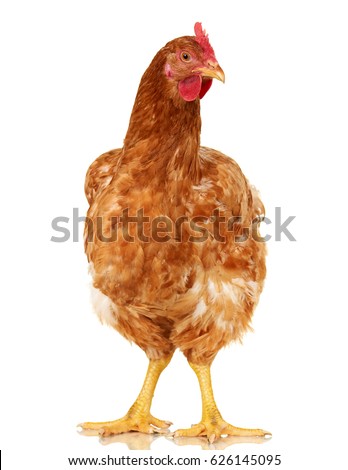 Chicken on white background, isolated object, one closeup animal Royalty-Free Stock Photo #626145095