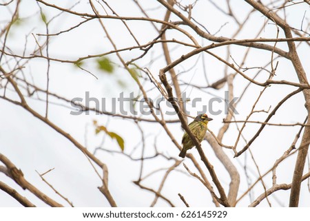 Close up photography of bird