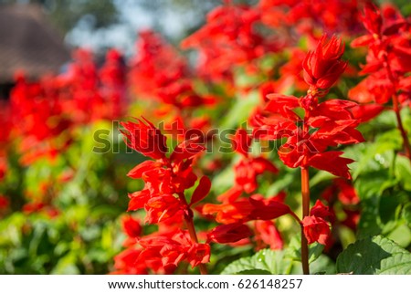 Beautiful red flowers - for background.