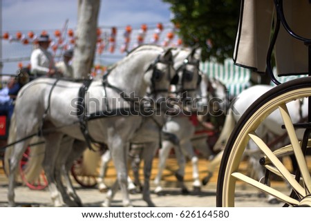 Arabian horses at Andalusian festivals