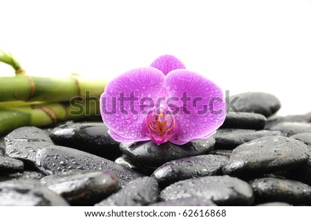 Oriental spa with orchid , pink with water drops