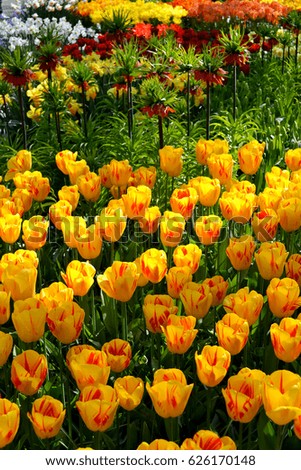 Field with yellow tulips in the Keukenhof garden, Holland Netherlands