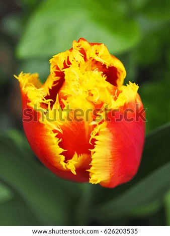 Macro image of a red and yellow tulip 