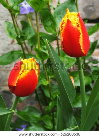 Two red and yellow tulips and fresh leaves in the garden