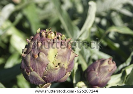 Close-up of a artichoke flower head, picture from the Northern Cyprus.
