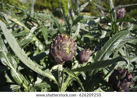 Cultivation with artichoke with focus on a flower head in foreground, picture from the Northern Cyprus.