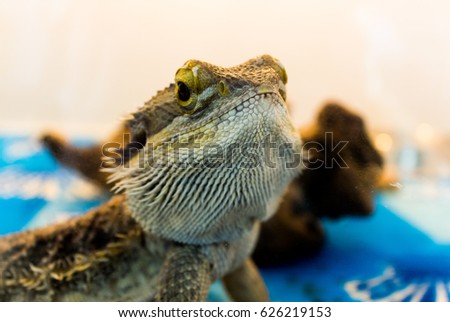 Close-up head of central bearded dragon against the background of a terrarium.