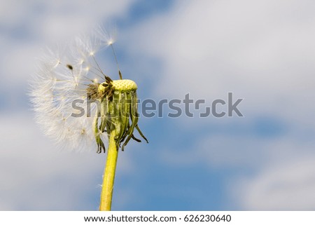 Dandelion with flying flowers in blue sky