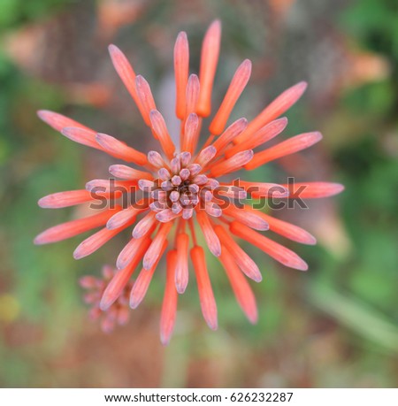 Aleo vera flower from above, orange bright color