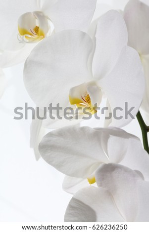 White Orchid against white Background