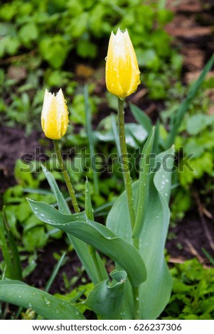 Yellow tulips with dew drops in garden