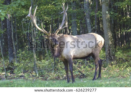 Bugling Bull Elk - Photographed in Elk State Forest, Elk County, Benezette, Pen
