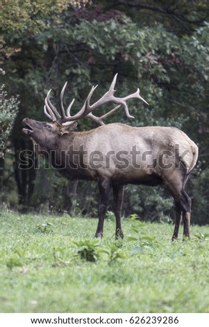 Bugling Bull Elk - Photographed in Elk State Forest, Elk County, Benezette, Pennsylvania.