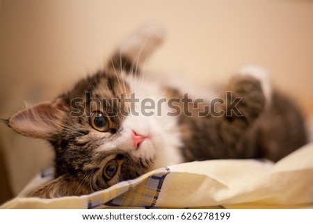 Sleeping cat on a bed, selective focus 