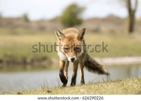 Red Fox on the Grass by the Water