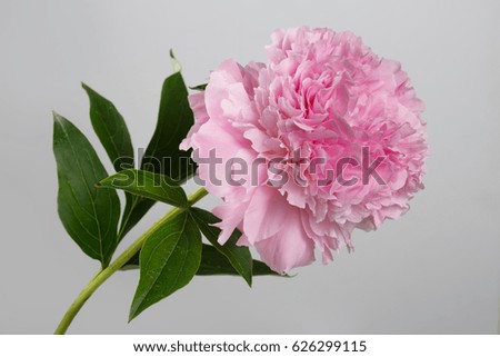 Pink peony flower isolated on a gray background.
