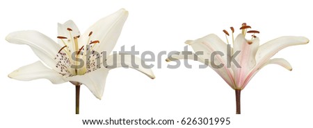 white orient lily flower isolated on white background