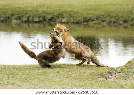 Two Foxes Fighting by Water
