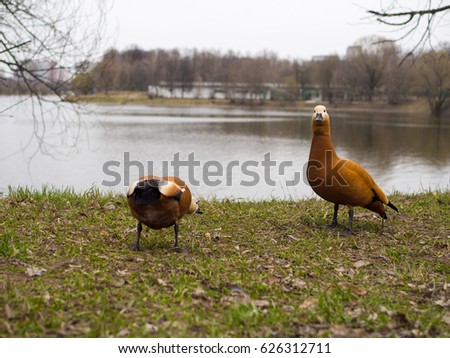 Two red ducks or Tadorna ferruginea on Latin, near a pond in the Moscow Izmailovo park