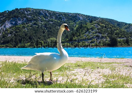 Majestic elegant swan standing in front of a lake background