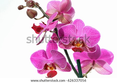 Pink Orchid against white Background