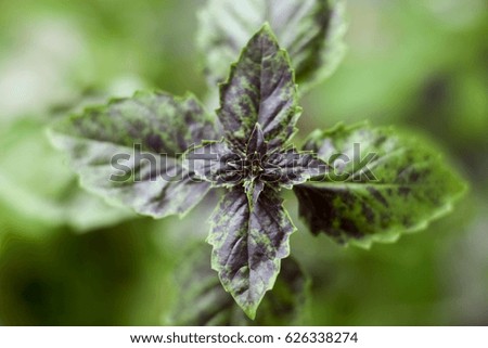 Herbs. Natural geometry. Basil leaves from top macro shot