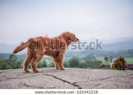 Golden Retriever playing in the Park