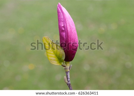 Close up magnolia bud with a leaf on the natural green background
