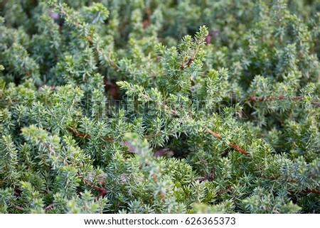 Helianthemum ledifolium, Helianthemum, known as rock rose, sunrose, rushrose, or frostweed, is a genus of about 110 species of flowering plants in the family Cistaceae.

