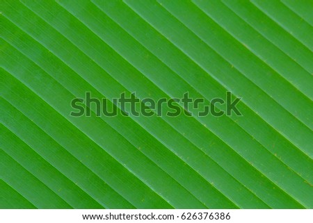 background texture of banana leaf for your design