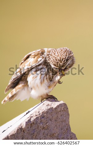 Little Owl. Yellow nature background.