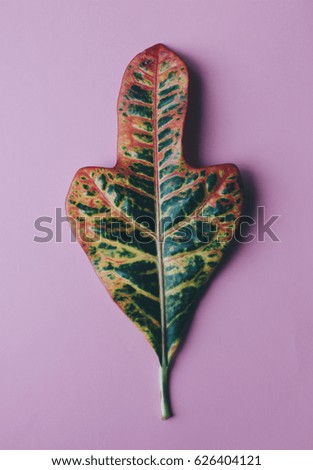 Green leaf on the pink background