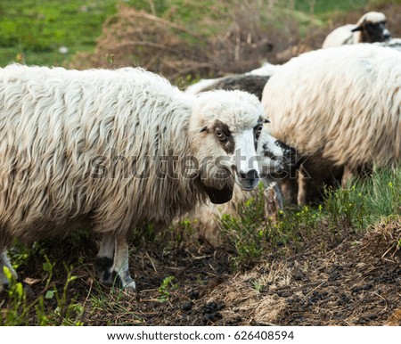 Flock of sheep in the Carpathian mountains. 