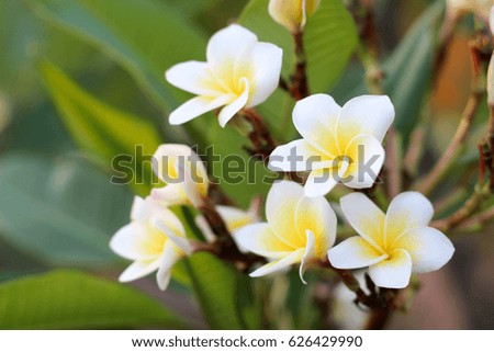 Frangipani flowers for background
