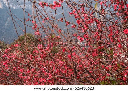   Beautiful wild red blossom. Italy                             