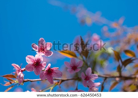 pink cherry blossom flower background
