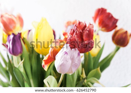 Colorful spring tulips with white textured background