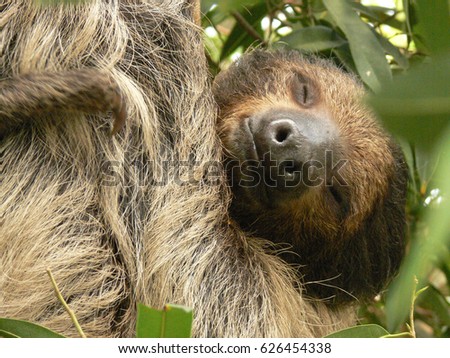 Sleeping sloth closeup