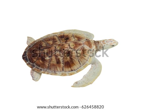 Sea Turtle isolated on white background